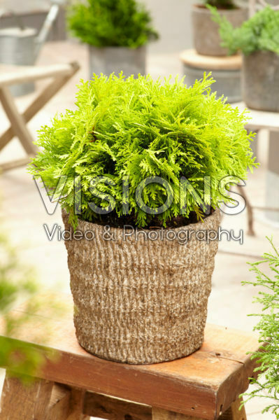 Thuja occidentalis Amber Glow | Visions Pictures