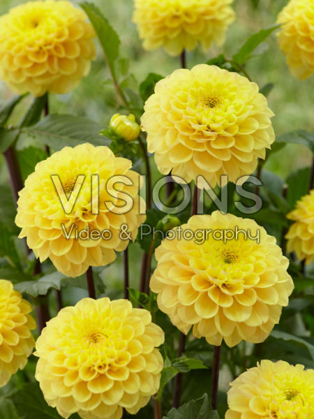 Dahlia Yellow Don Dahlia Yellow Don