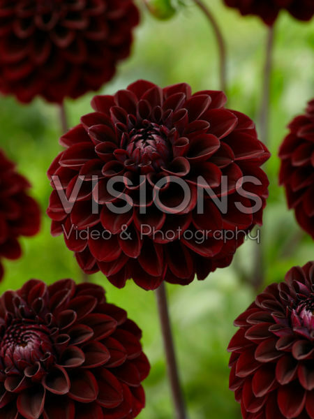 Dahlia Gideon Dahlia Gideon