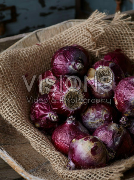 Hyacinthus bollen Hyacinthus bollen