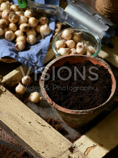 Muscari bulbs