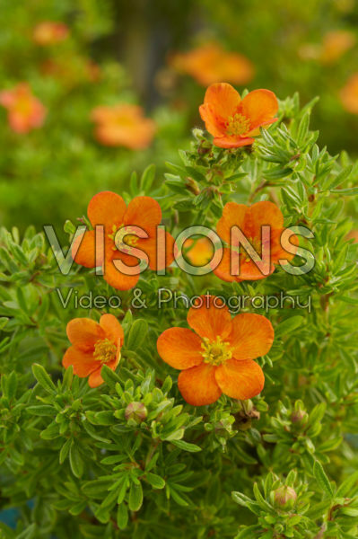 Potentilla fruticosa Bella Sol® Potentilla fruticosa Bella Sol®