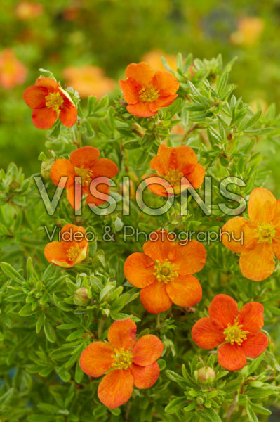 Potentilla fruticosa Bella Sol® Potentilla fruticosa Bella Sol®