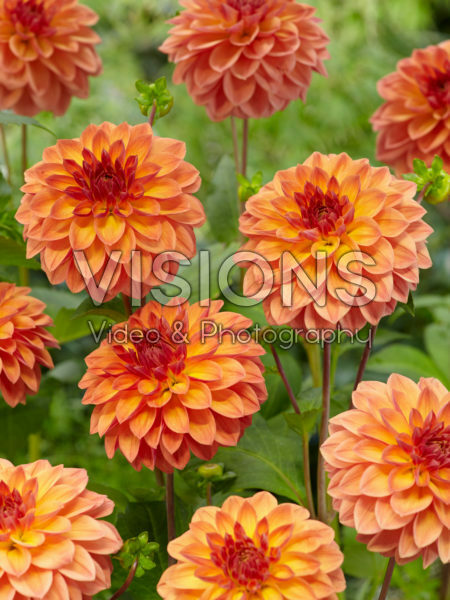 Dahlia Fur Elise Dahlia Fur Elise