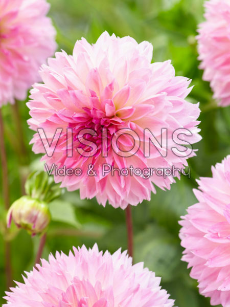 Dahlia Sakura Fubuki Dahlia Sakura Fubuki