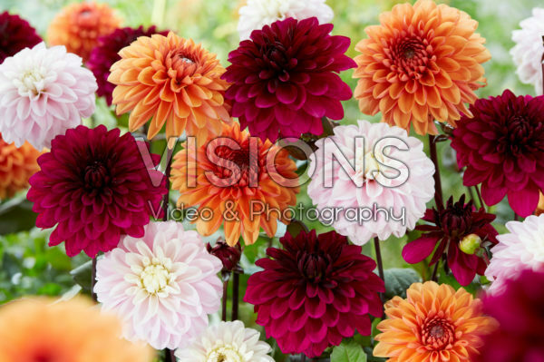 Dahlia mix