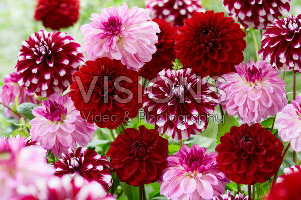 Dahlia mix