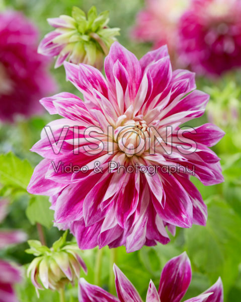 Dahlia Purple Explosion Dahlia Purple Explosion