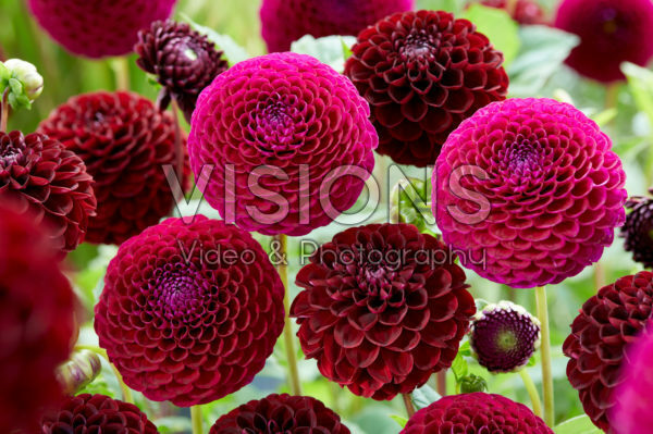 Dahlia Downham Royal, Dark Spirit Dahlia Downham Royal, Dark Spirit