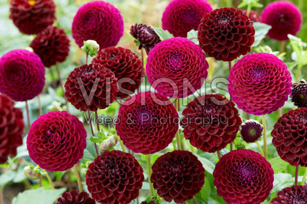 Dahlia Downham Royal, Dark Spirit Dahlia Downham Royal, Dark Spirit