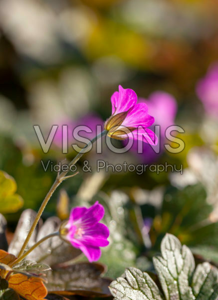 Geranium Orkney Cherry Geranium Orkney Cherry