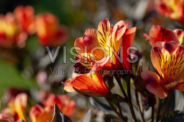 Alstroemeria Indian Summer® Alstroemeria Indian Summer®