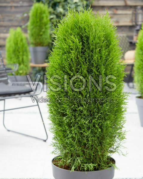 Thuja occidentalis Totem Smaragd Thuja occidentalis Totem Smaragd