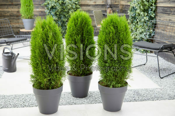 Thuja occidentalis Totem Smaragd Thuja occidentalis Totem Smaragd
