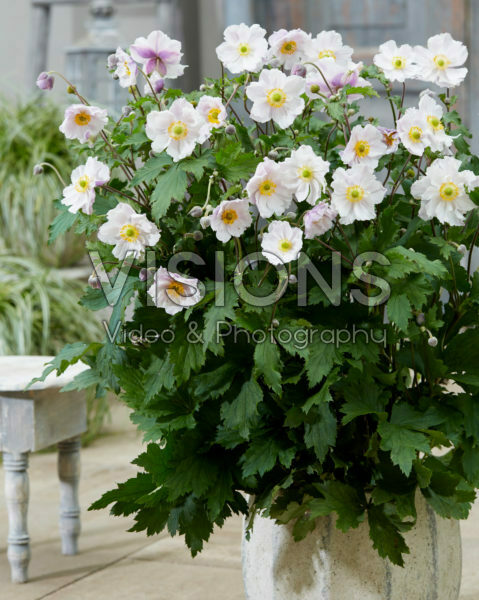 Anemone x hybrida Dreaming Swan Anemone x hybrida Dreaming Swan