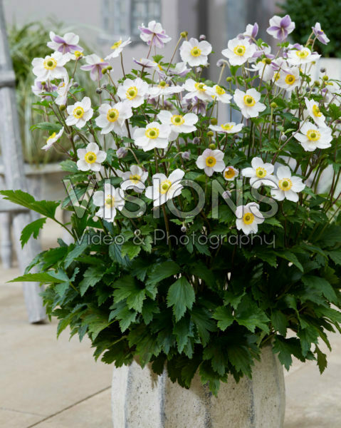 Anemone Elfin Swan Anemone Elfin Swan