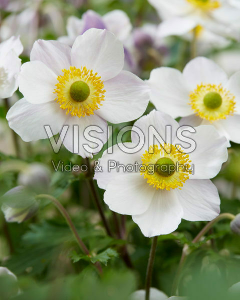 Anemone Elfin Swan