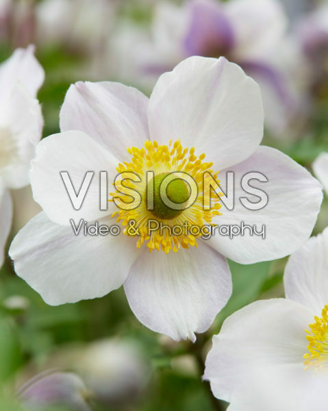 Anemone x hybrida Elfin Swan Anemone x hybrida Elfin Swan