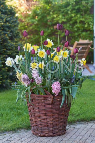 Spring flowers in basket