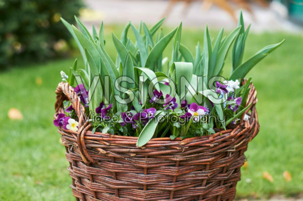 Pansies and tulips in basket