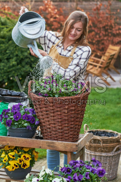 Young lady watering pansies