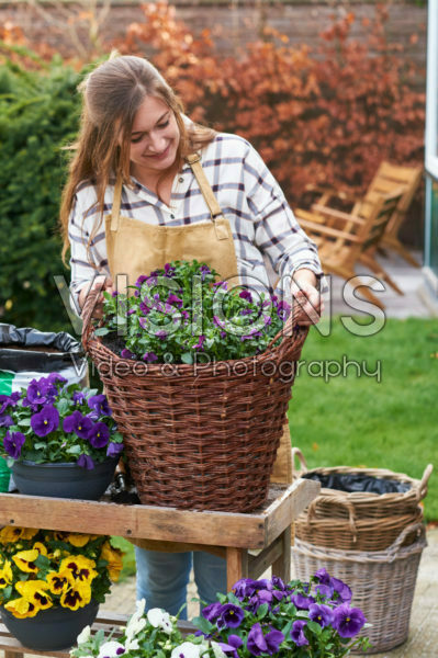 Planting pansies