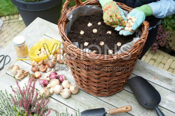 Planting muscari bulbs