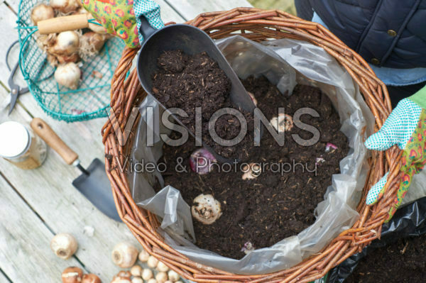 Planting hyacinth bulbs