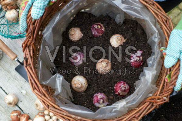 Hyacintenbollen planten