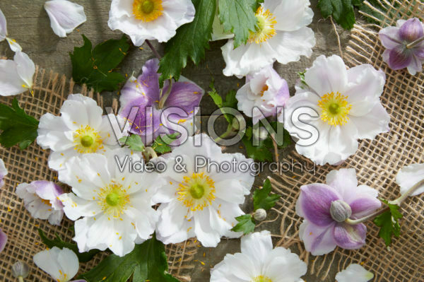 Anemone bloemen collage