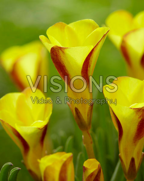 Oxalis Golden Cape