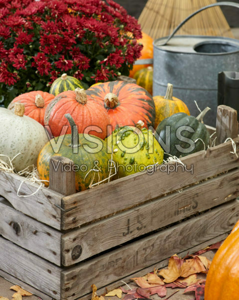 Pumpkin autumn scene