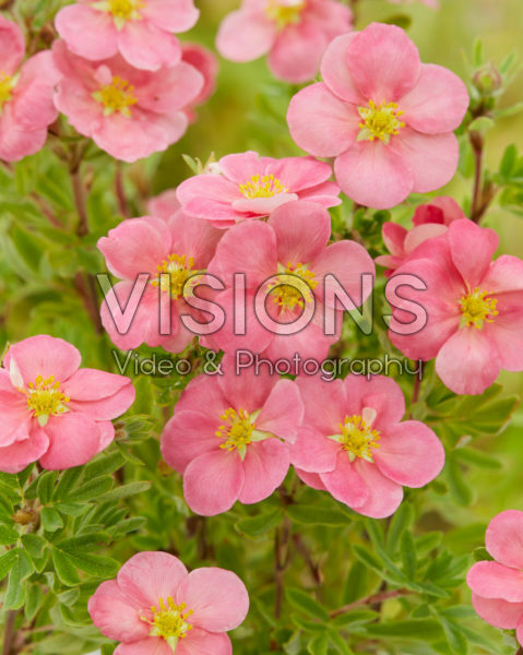 Potentilla fruticosa Pink Paradise Potentilla fruticosa Pink Paradise