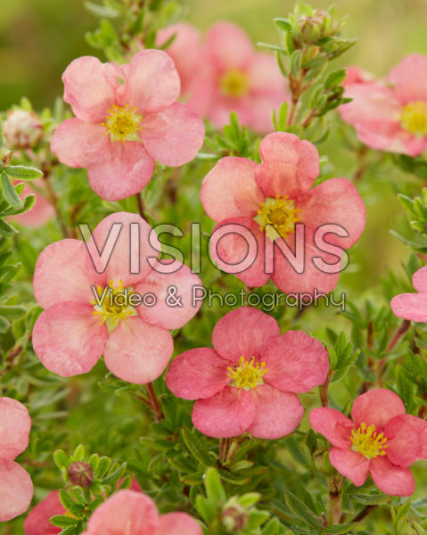 Potentilla fruticosa Pink Lady Potentilla fruticosa Pink Lady