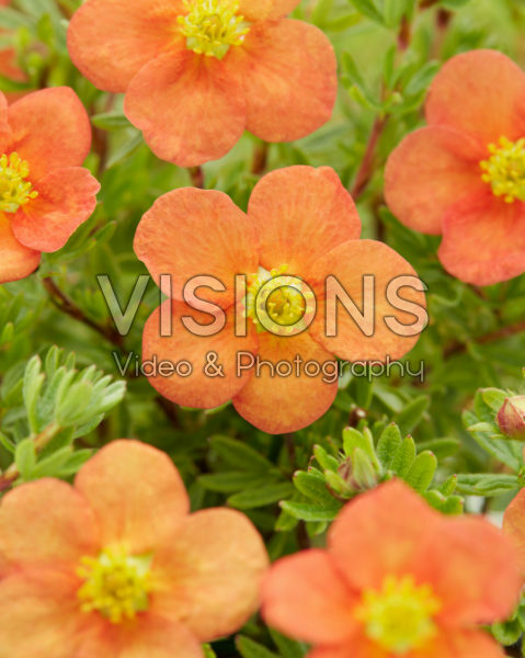 Potentilla fruticosa Red Ace