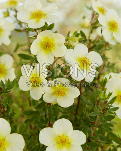 Potentilla fruticosa Limelight Potentilla fruticosa Limelight