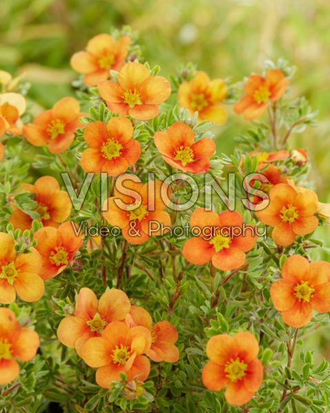 Potentilla fruticosa Hopley's Orange