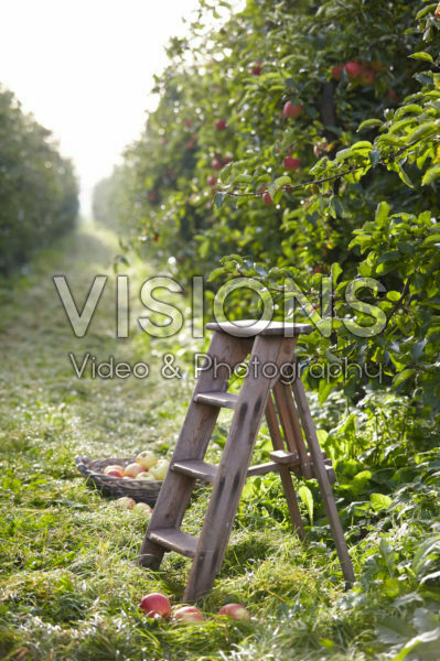 Fruit plukken in boomgaard