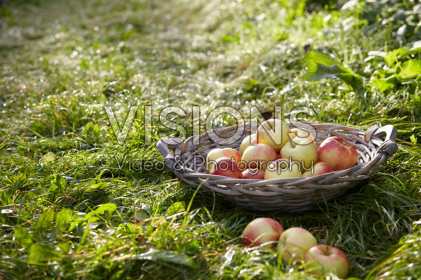 Geplukte appels in boomgaard