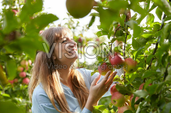 Young lady picking apples