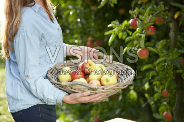 Fruit plukken in boomgaard