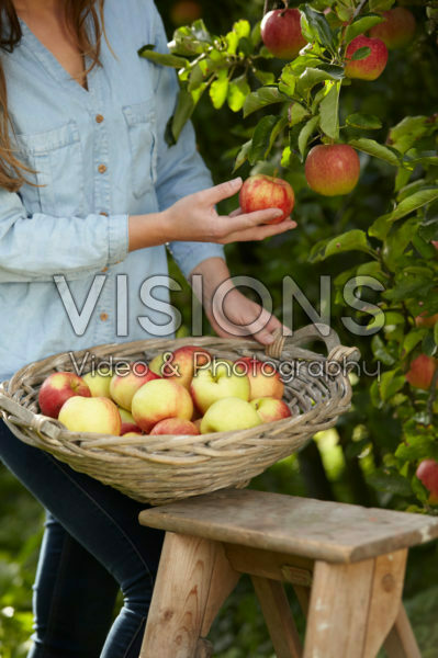 Fruit plukken in boomgaard