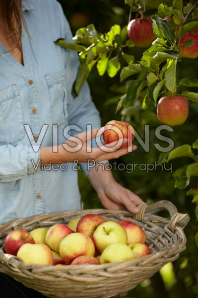 Picking fruit in orchard