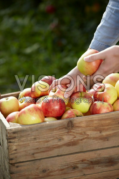Apple harvest