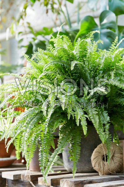 Nephrolepis exaltata Nephrolepis exaltata