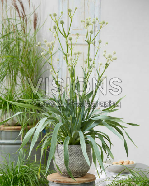 Eryngium yuccifolium Magical Green Globe Eryngium yuccifolium Magical Green Globe
