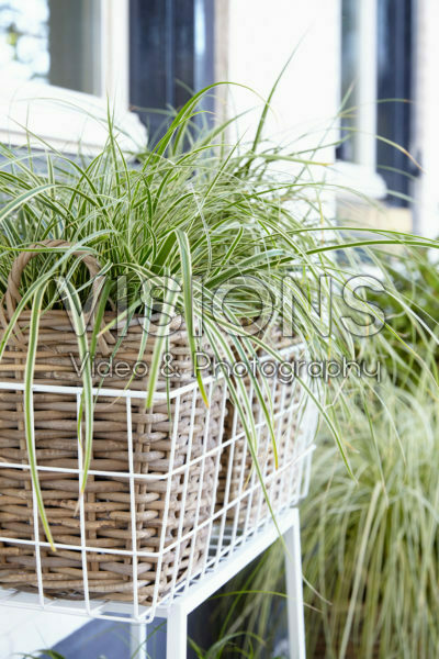 Carex oshimensis Evercream Carex oshimensis Evercream