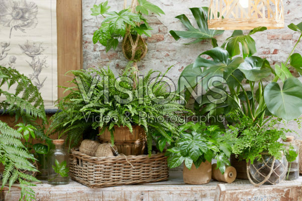 House plant collection