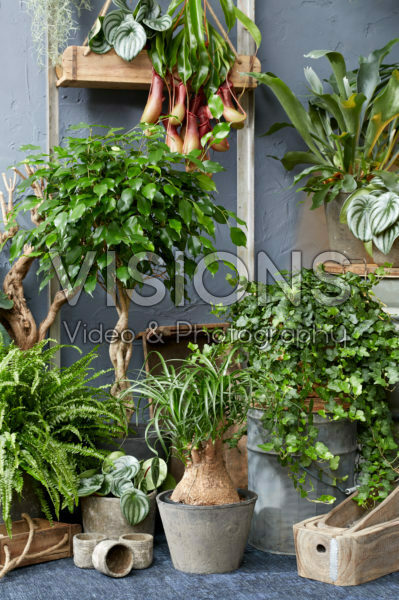Indoor plants collection Indoor plants collection