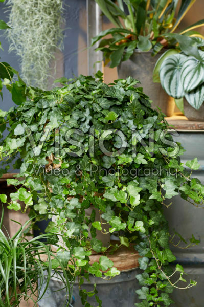 Hedera helix Wonder | Visions Pictures